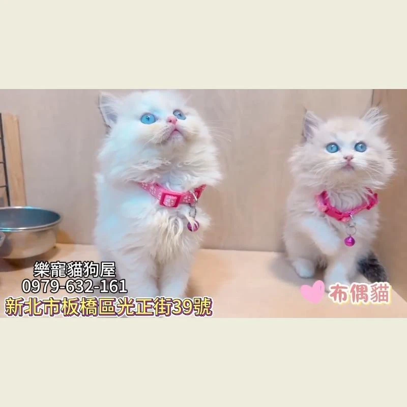 布偶貓