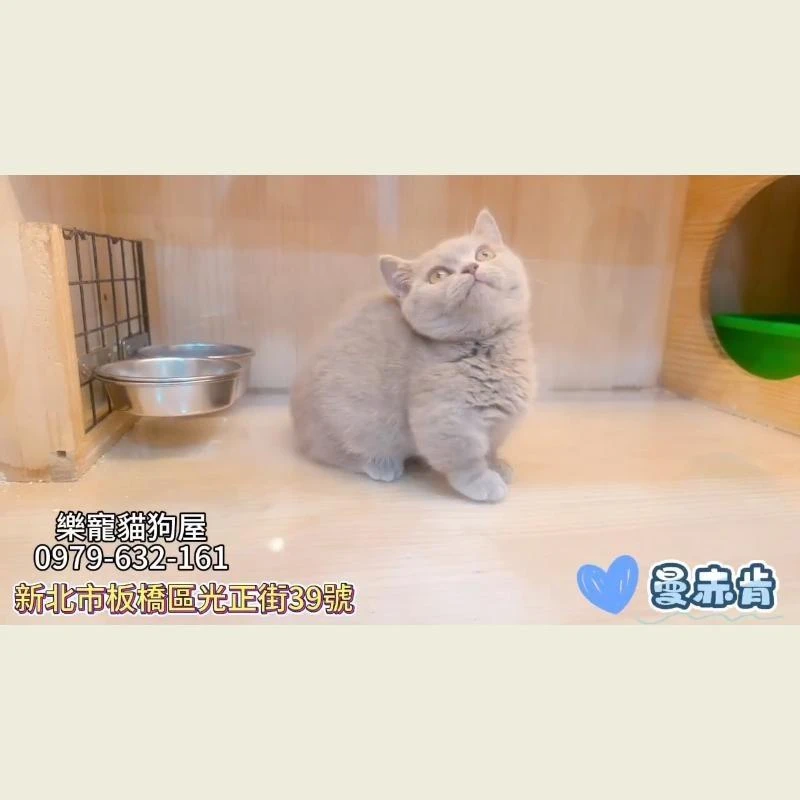 曼赤肯