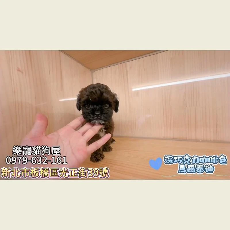 深巧克力咖啡色馬爾泰迪
