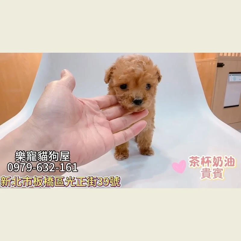 茶杯奶油貴賓