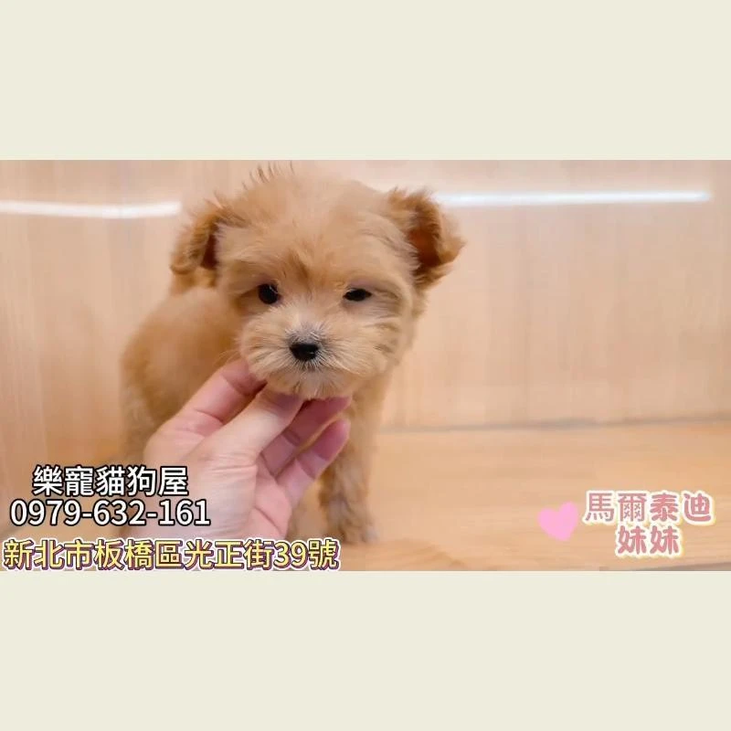 馬爾泰迪妹妹