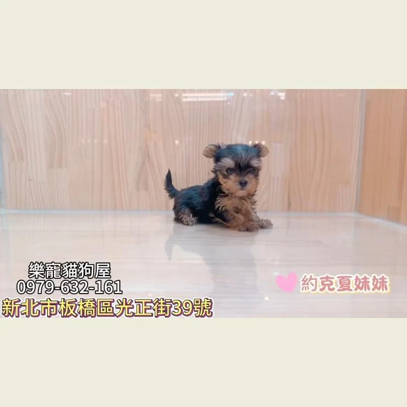 約克夏妹妹