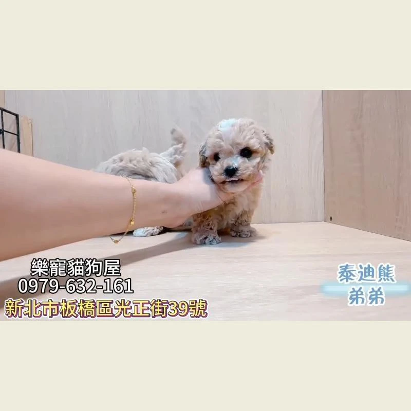 泰迪熊弟弟