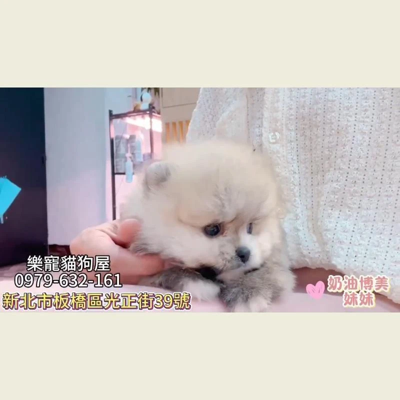 奶油博美妹妹