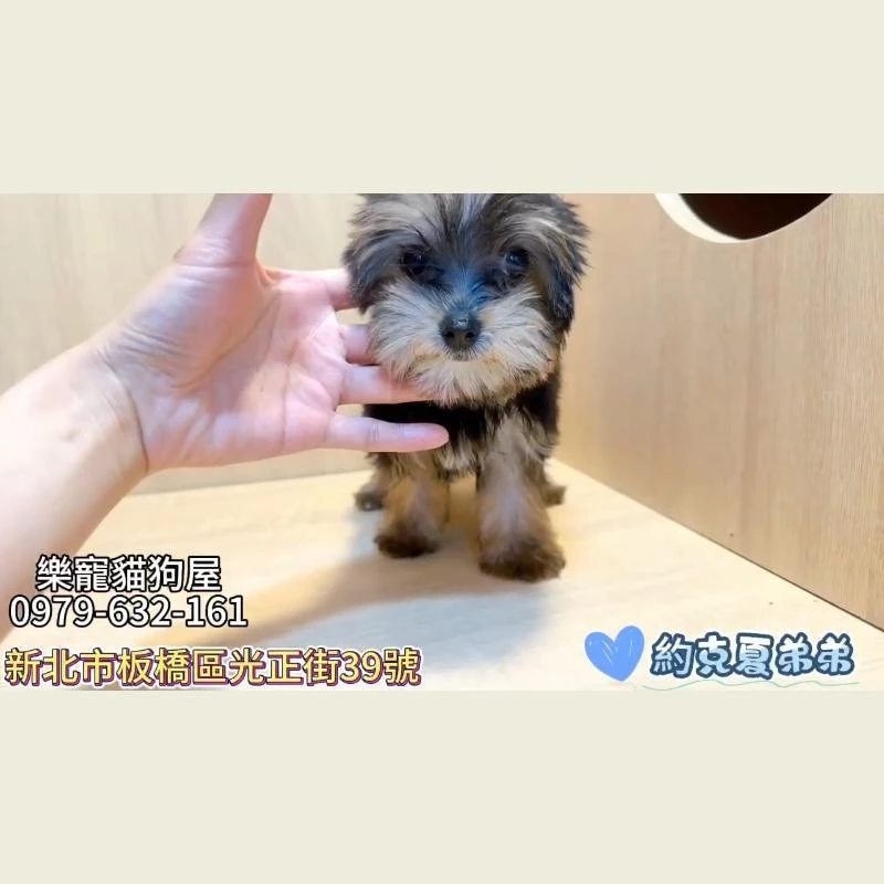 約克夏弟弟