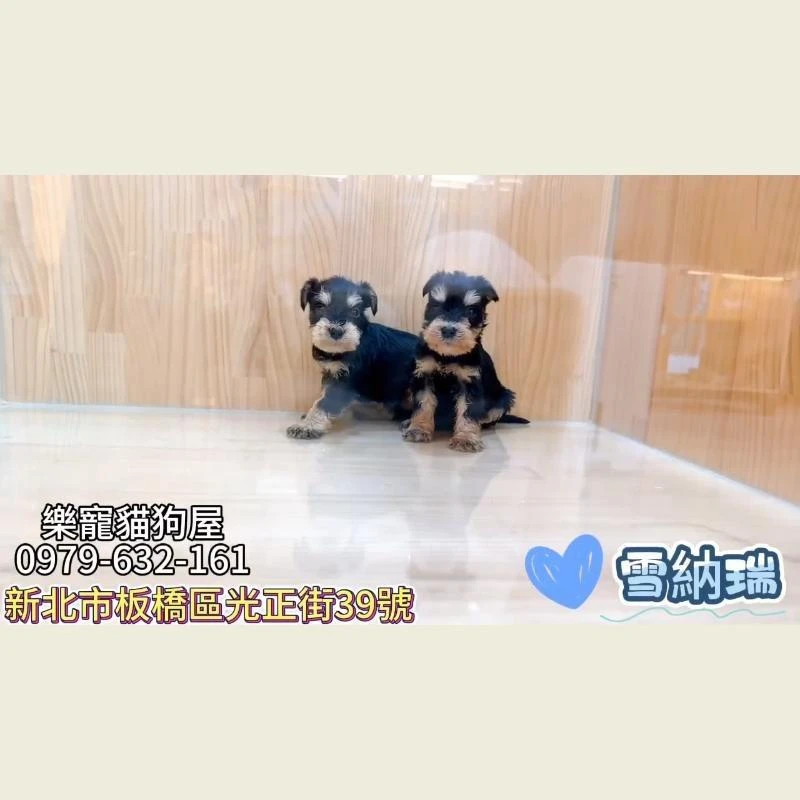 雪納瑞