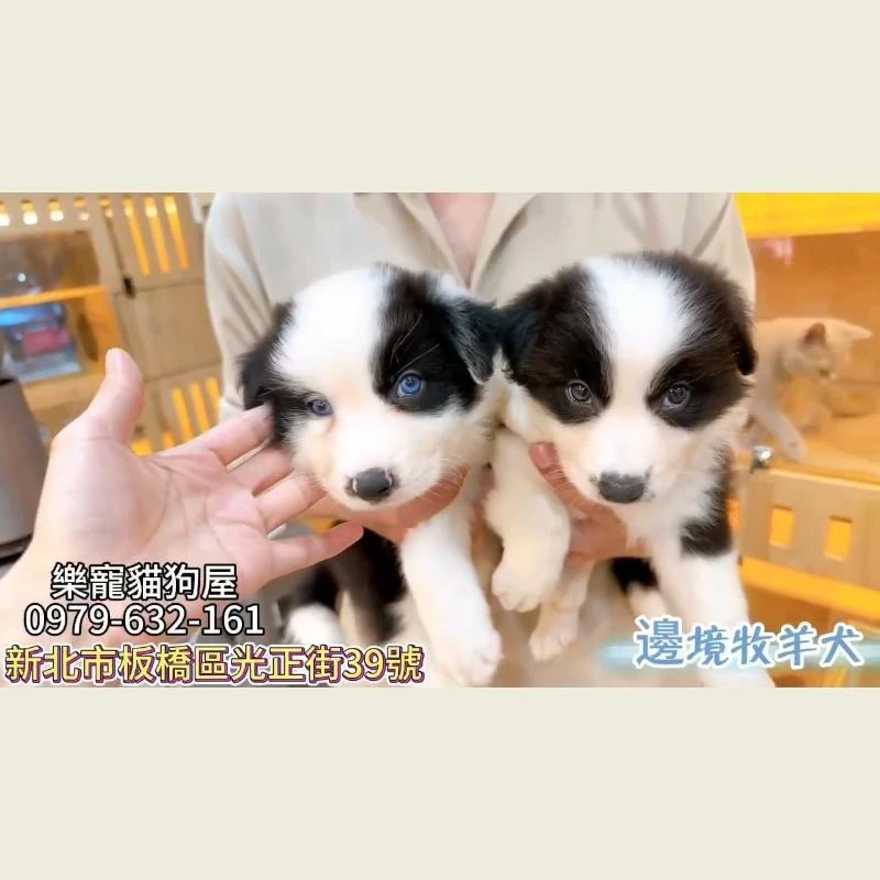 邊境牧羊犬