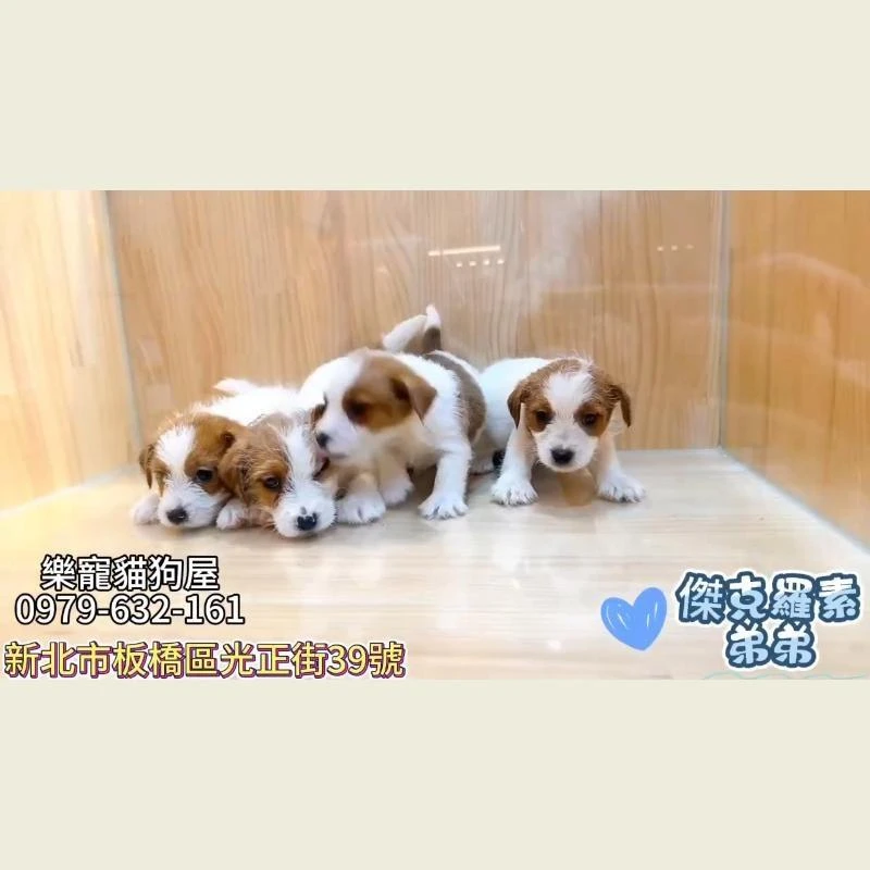 傑克羅素弟弟