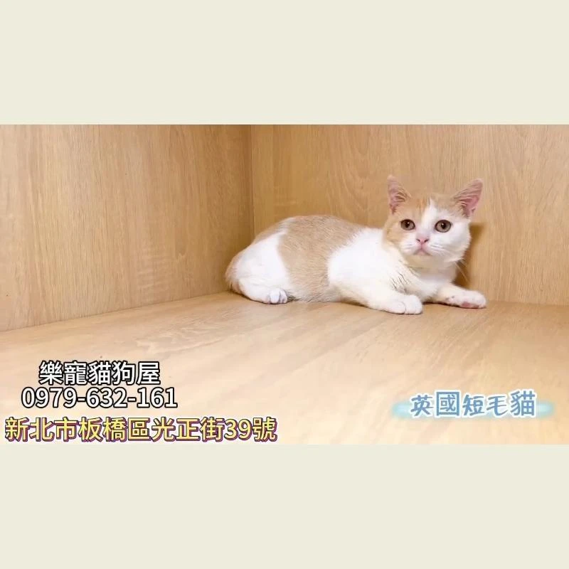 英國短毛貓