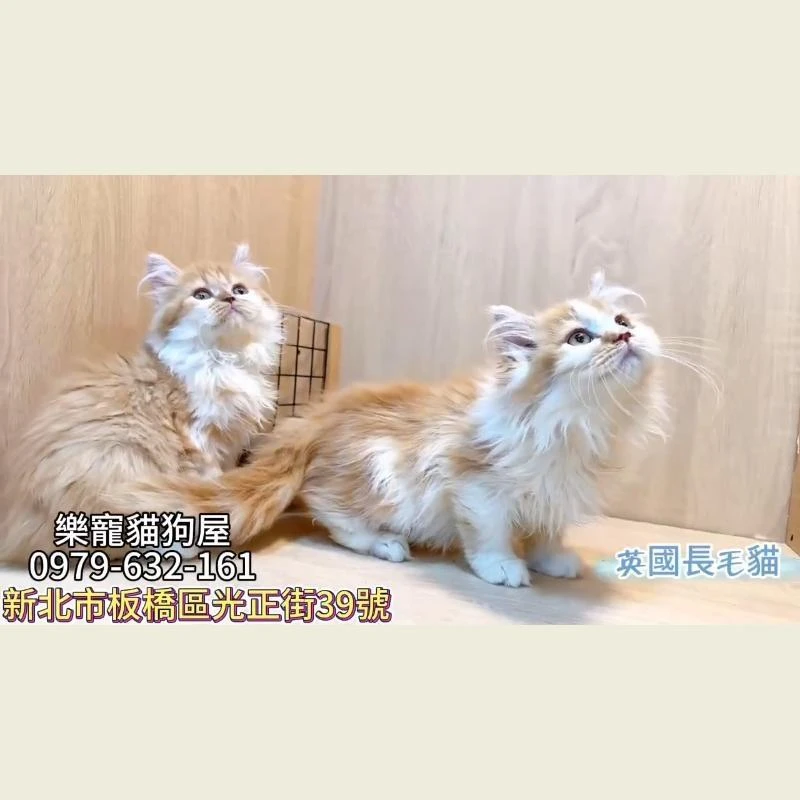 英國長毛貓
