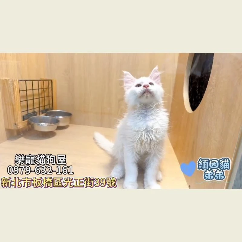 緬因貓弟弟