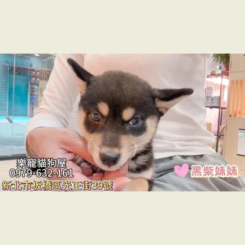 黑柴妹妹