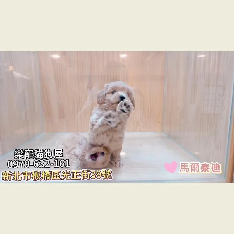 馬爾泰迪