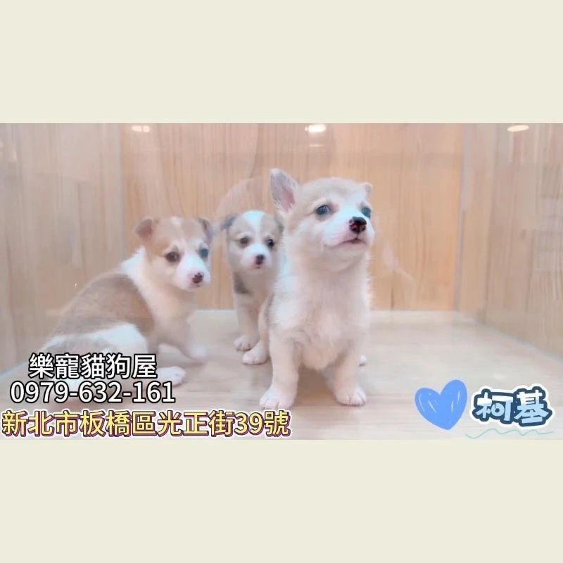 柯基