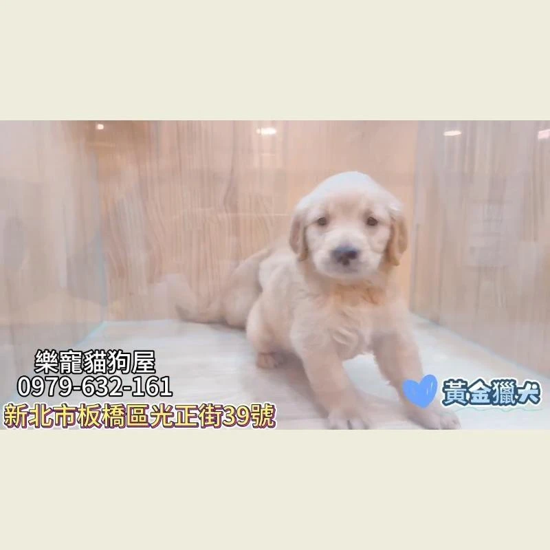 黃金獵犬