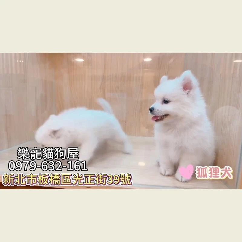 狐狸犬