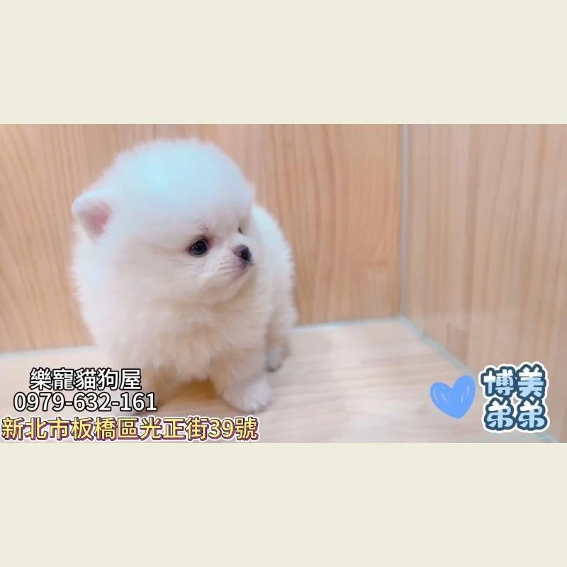 博美弟弟,博美幼犬