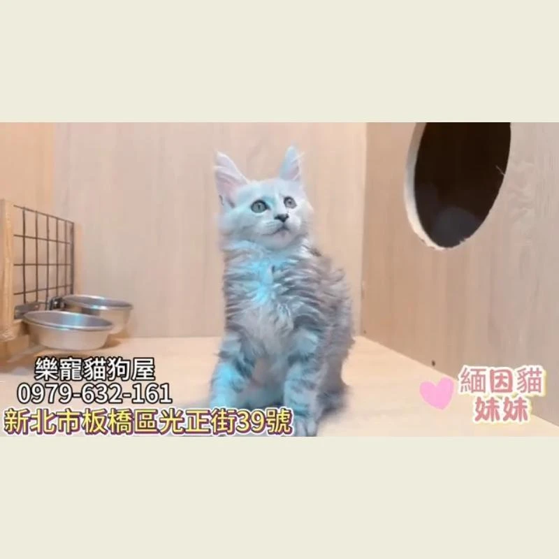緬因貓妹妹