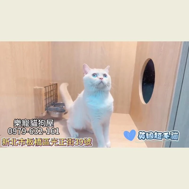 英國短毛貓