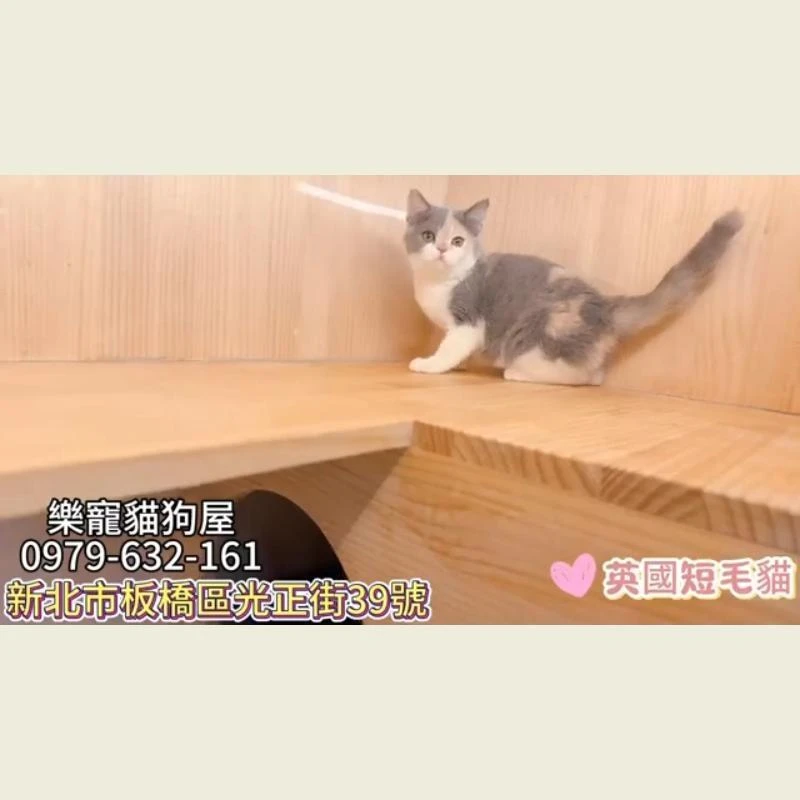 英國短毛貓 