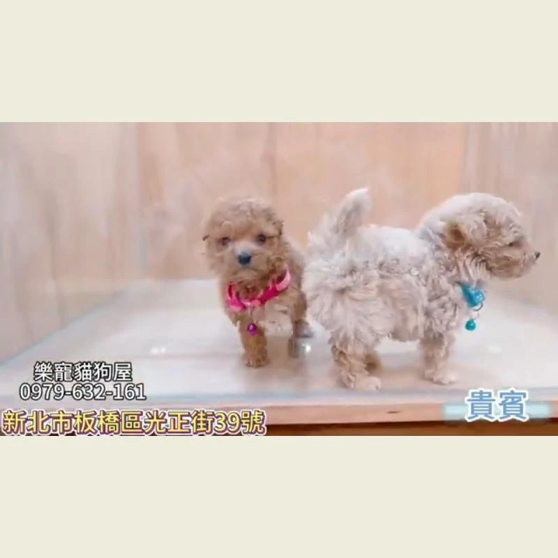 貴賓