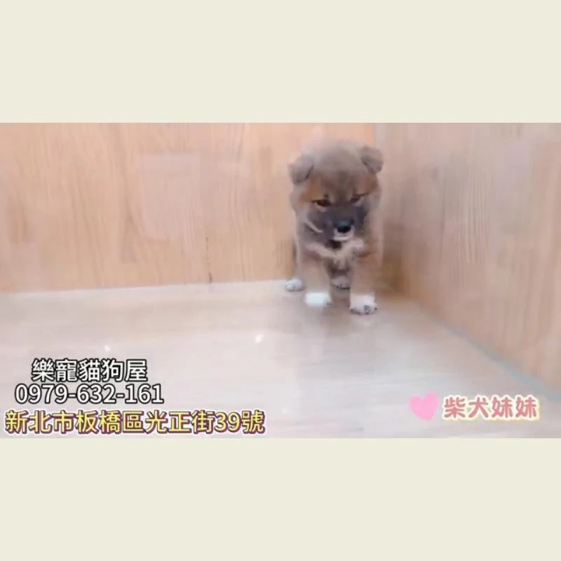 柴犬妹妹