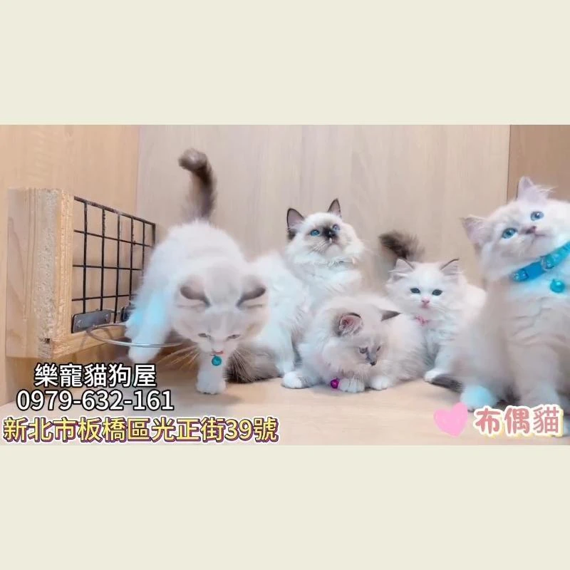 布偶貓,布偶貓幼貓