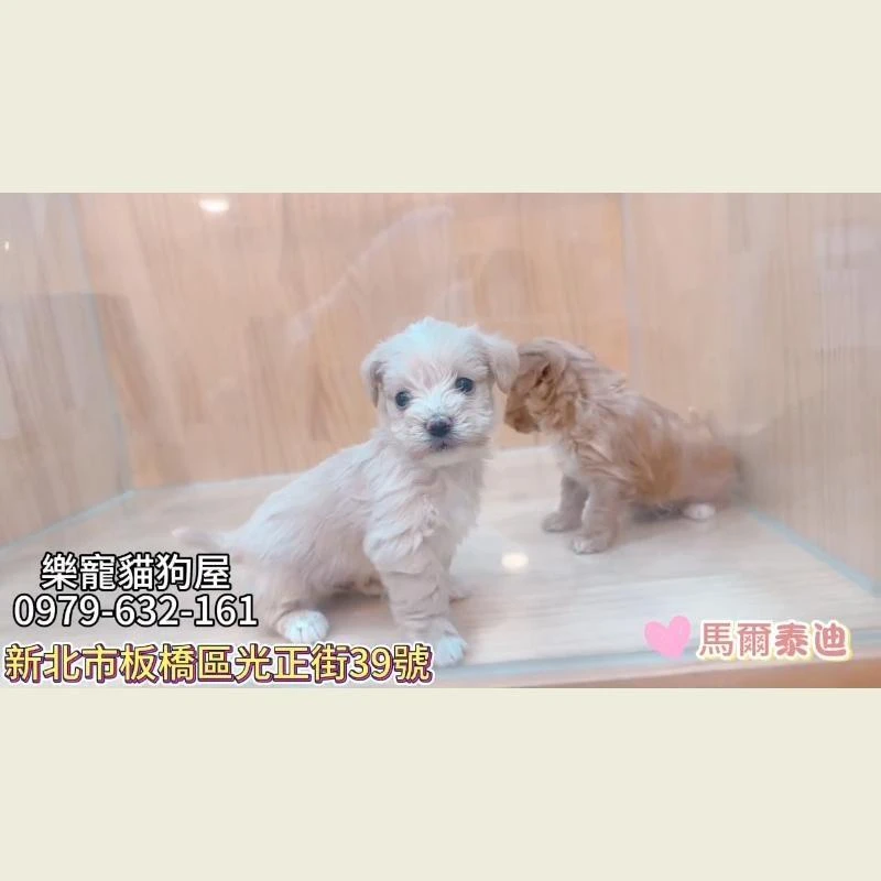 馬爾泰迪