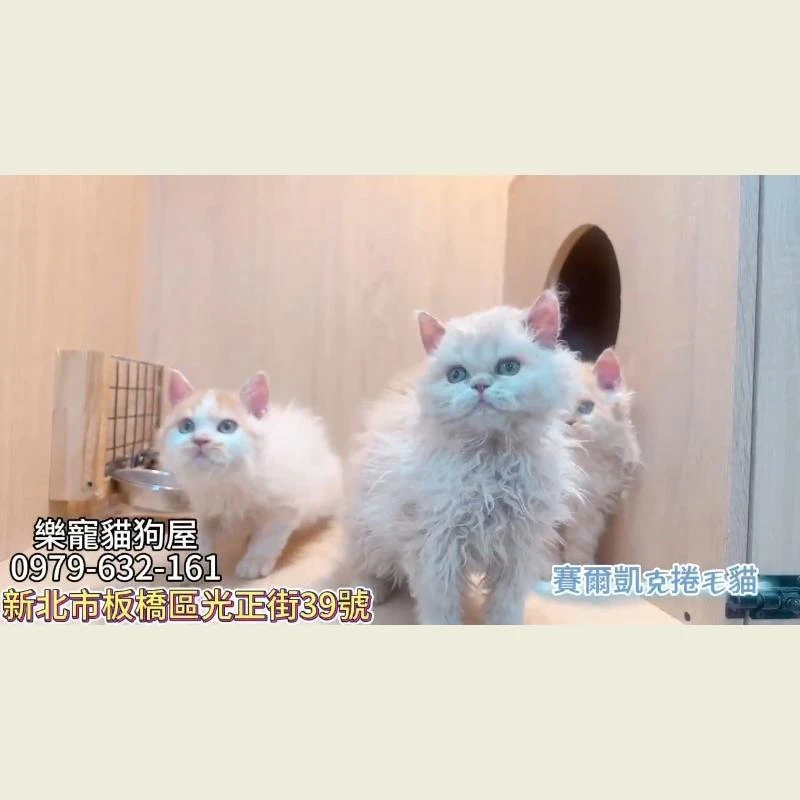 賽爾凱克捲毛貓