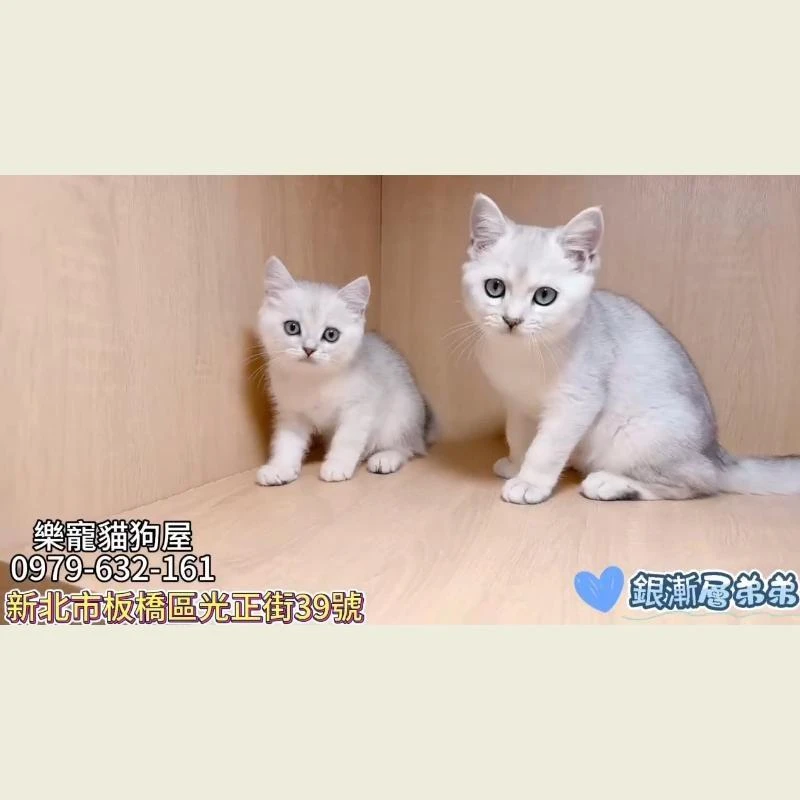 銀漸層弟弟