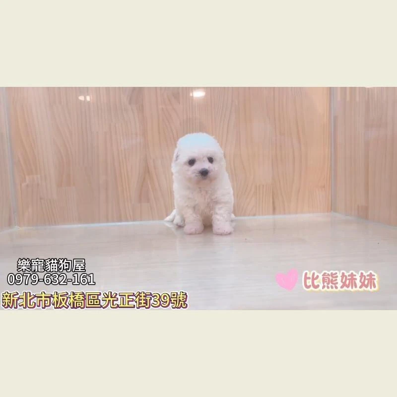 比熊妹妹