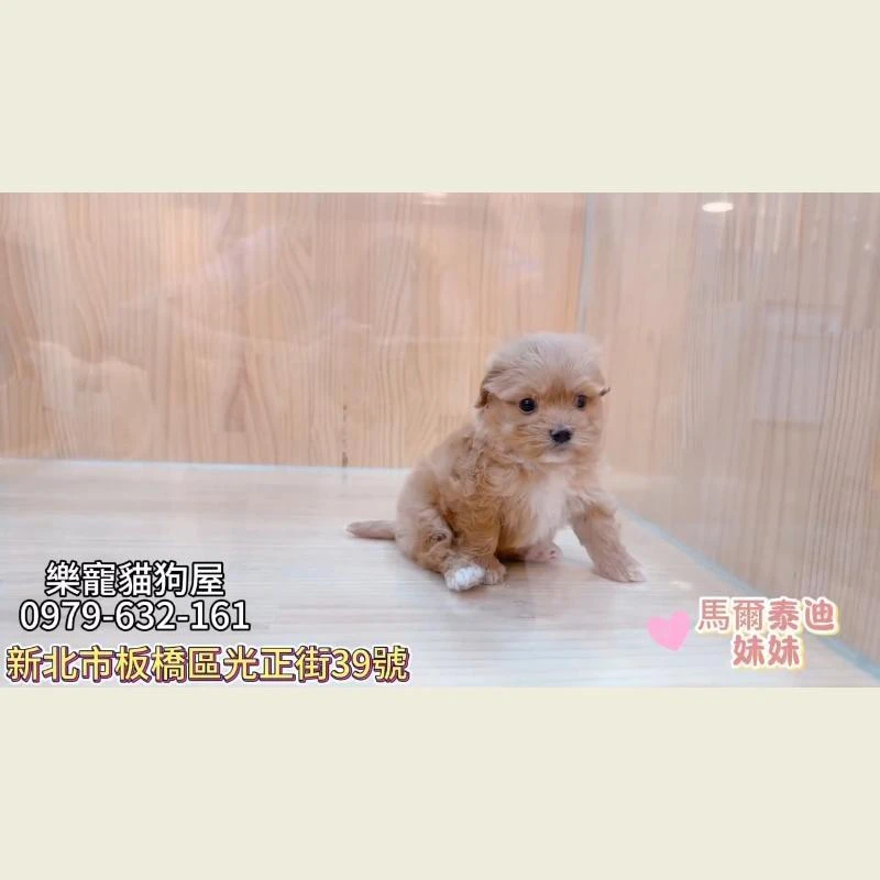馬爾泰迪妹妹