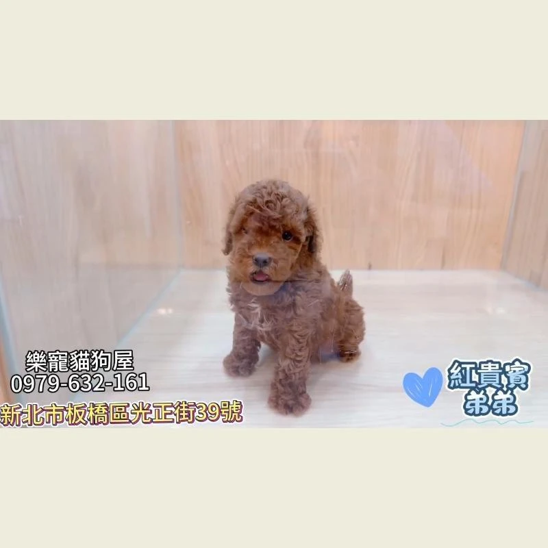 紅貴賓弟弟,貴賓