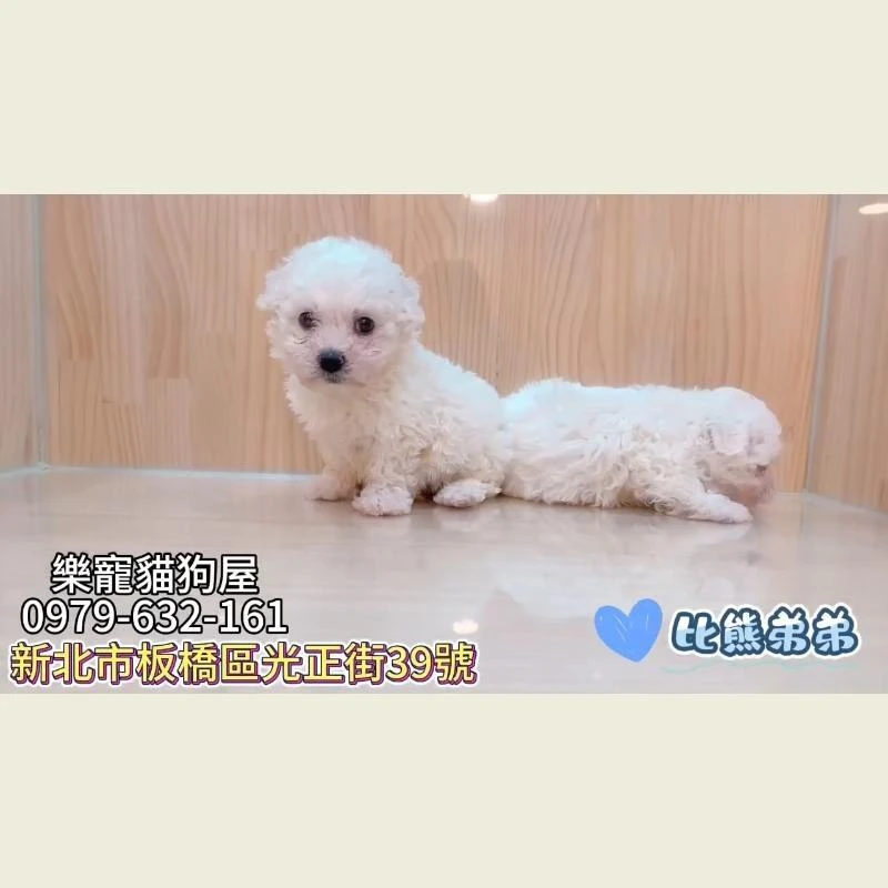 比熊弟弟,比熊
