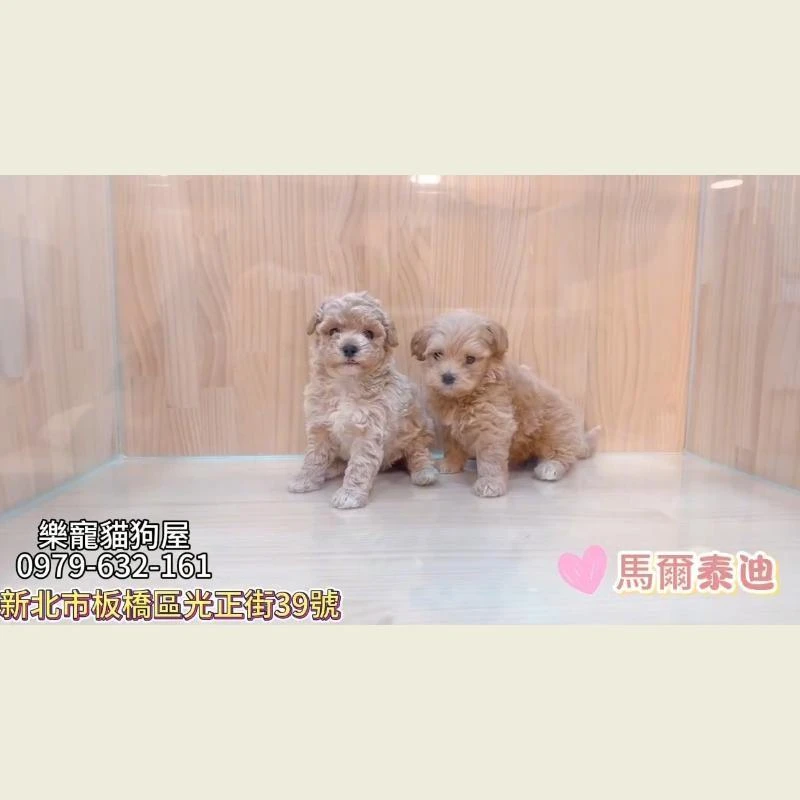 馬爾泰迪