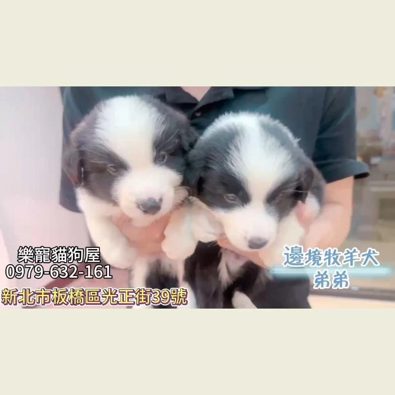 邊境牧羊犬弟弟