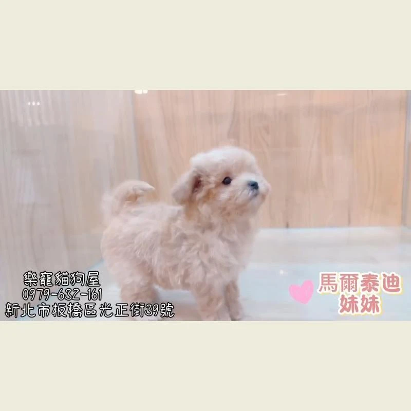 馬爾泰迪妹妹