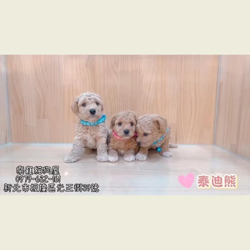 泰迪熊