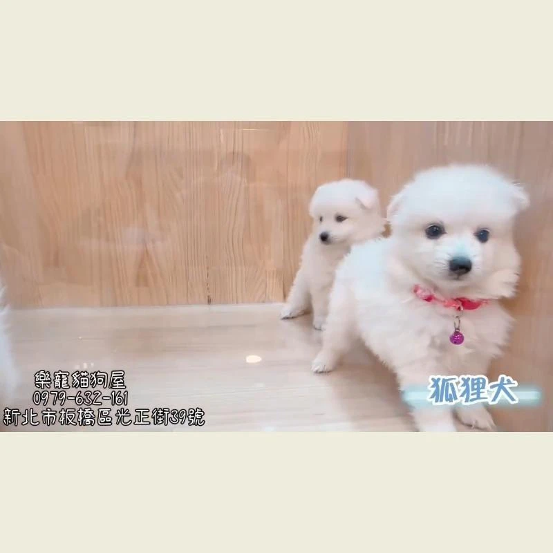 狐狸犬