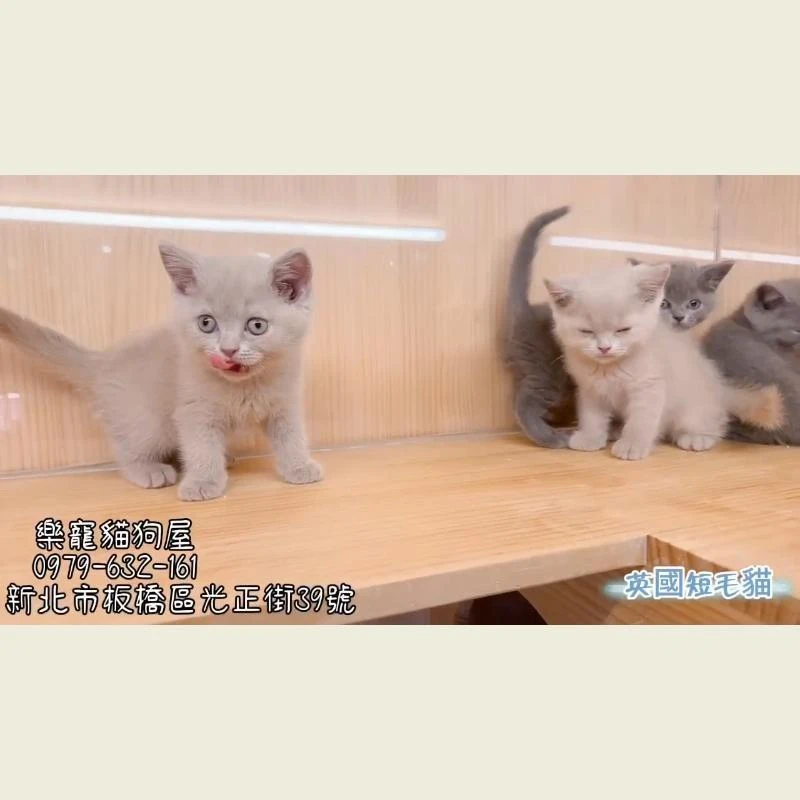 英國短毛貓