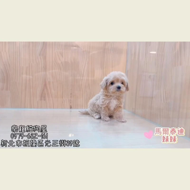  馬爾泰迪妹妹