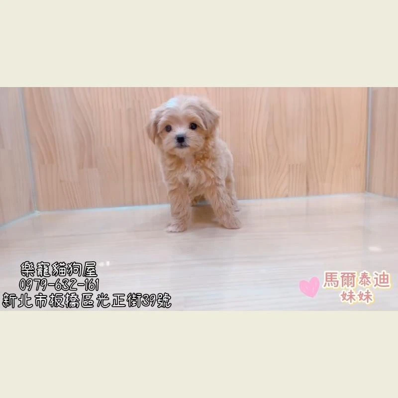  馬爾泰迪妹妹
