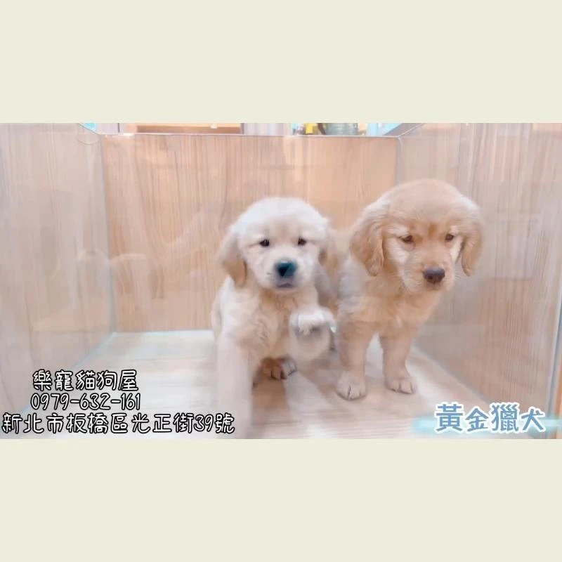 黃金獵犬
