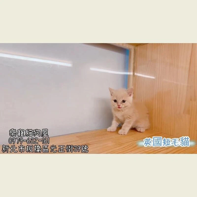 英國短毛貓