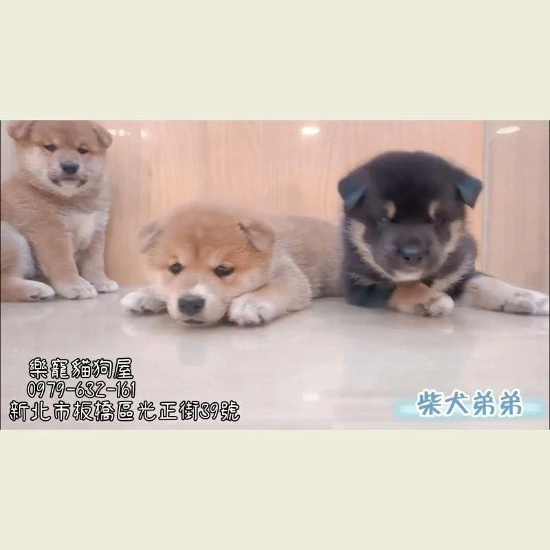 柴犬弟弟