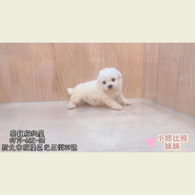 小體比熊妹妹