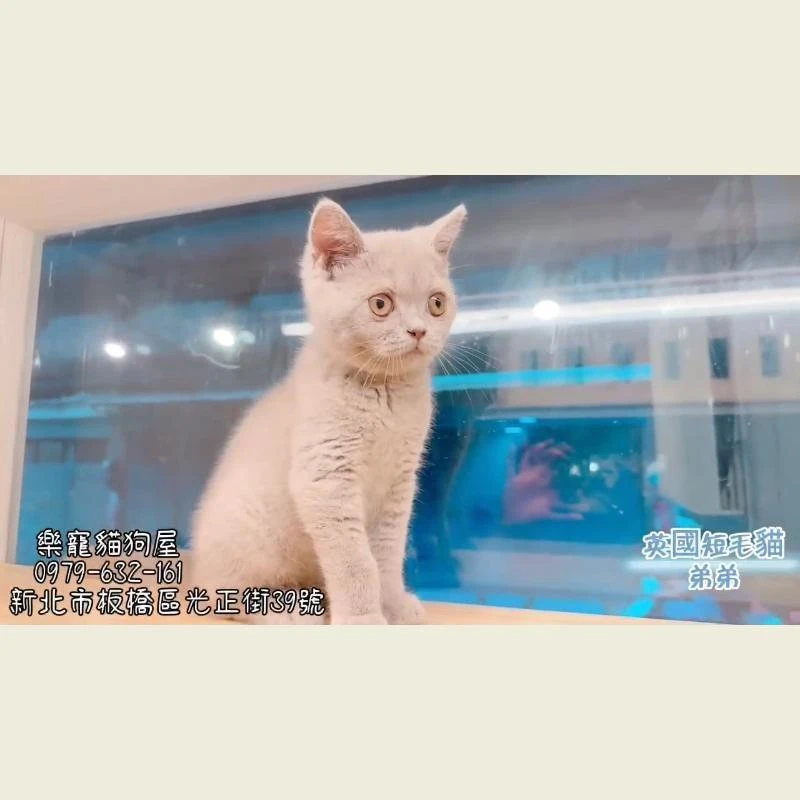 英國短毛貓弟弟