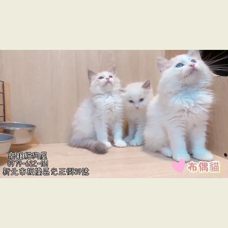 布偶貓