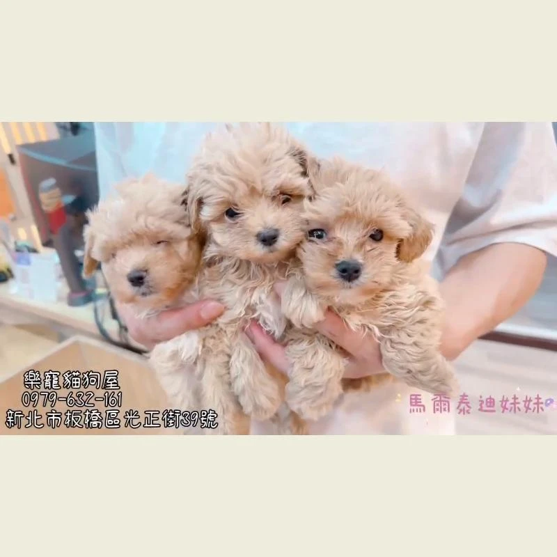 馬爾泰迪妹妹
