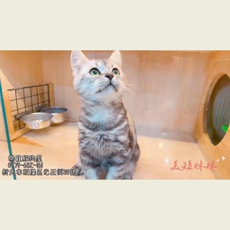 美短妹妹
